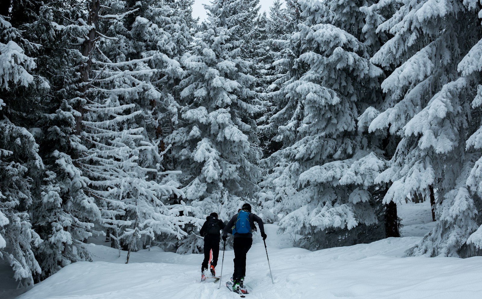 Deux skieurs de randonnée dans une forêt enneigée à La Clusaz ; illustration de l’activité.